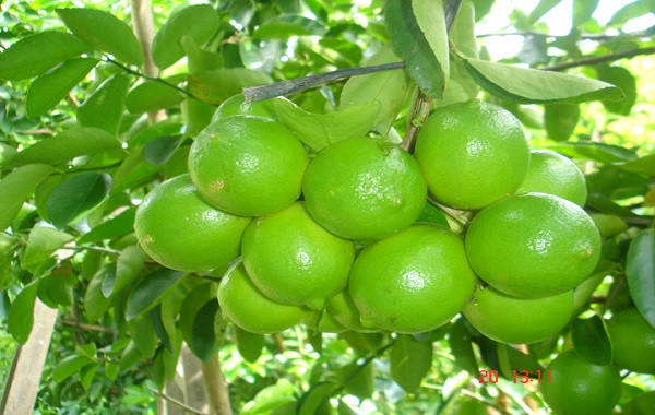 Hướng dẫn kỹ thuật trồng và chăm sóc các loại cây có múi