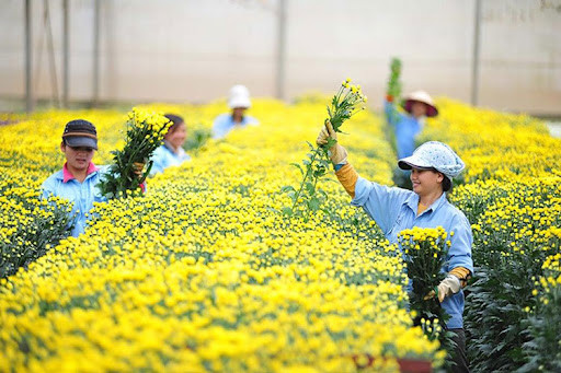 Bón phân cân đối cho các loại cây hoa cắt cành quan trọng