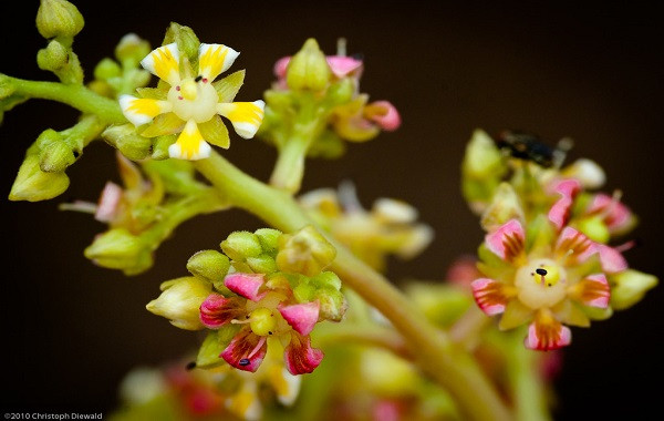 Thực hành Quản lý Tốt nhất (BMPs) để tăng Hiệu quả phân bón và giảm thất thoát