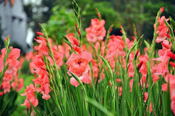 Cách trồng hoa Lay ơn ra nhiều hoa