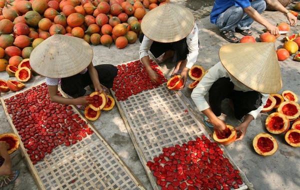 Hướng dẫn kỹ thuật trồng cây gấc