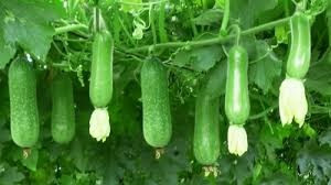 Bí /bầu: Thiếu hụt dinh dưỡng