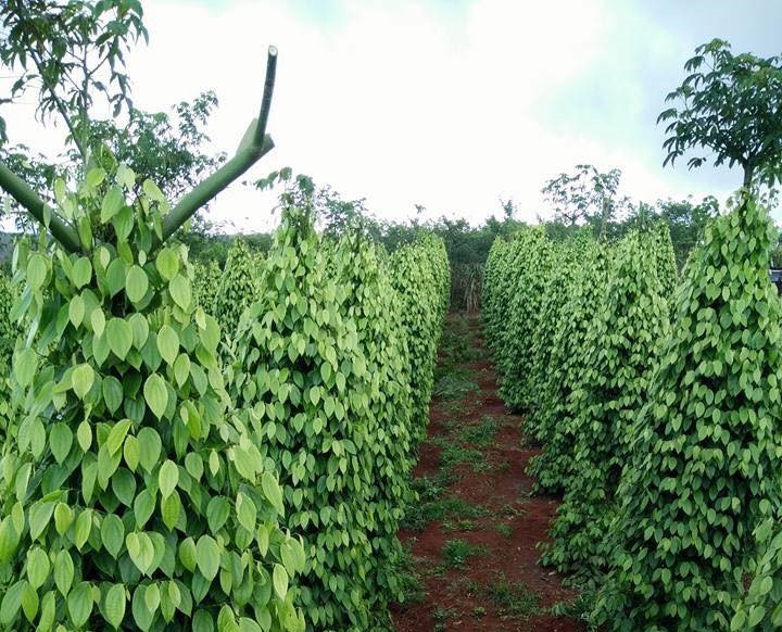 Hạt tiêu: Thiếu hụt dinh dưỡng