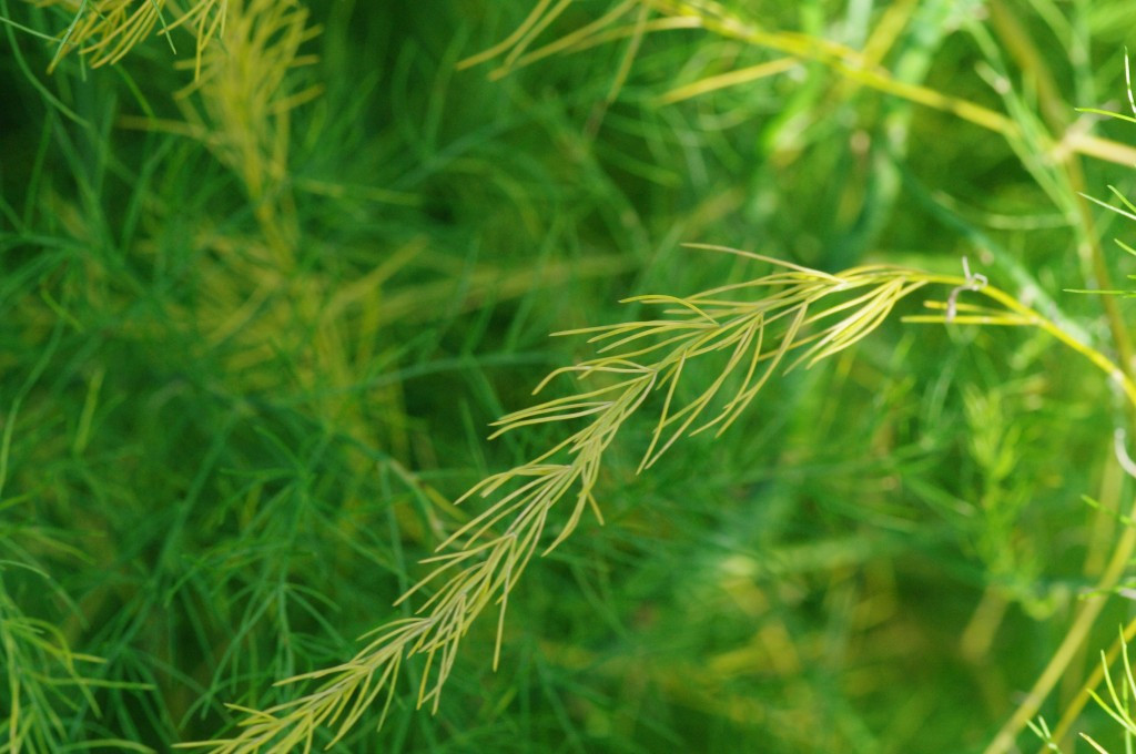 Măng Tây- Dinh dưỡng và sức đề kháng