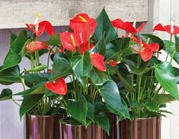 Hướng dẫn kỹ thuật nhân giống hoa hồng môn