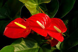 Cách chăm sóc và bón phân cho Hồng môn