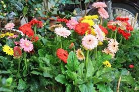 Mô lá hoa đồng tiền Mức độ đủ dinh dưỡng thay đổi theo độ tuổi