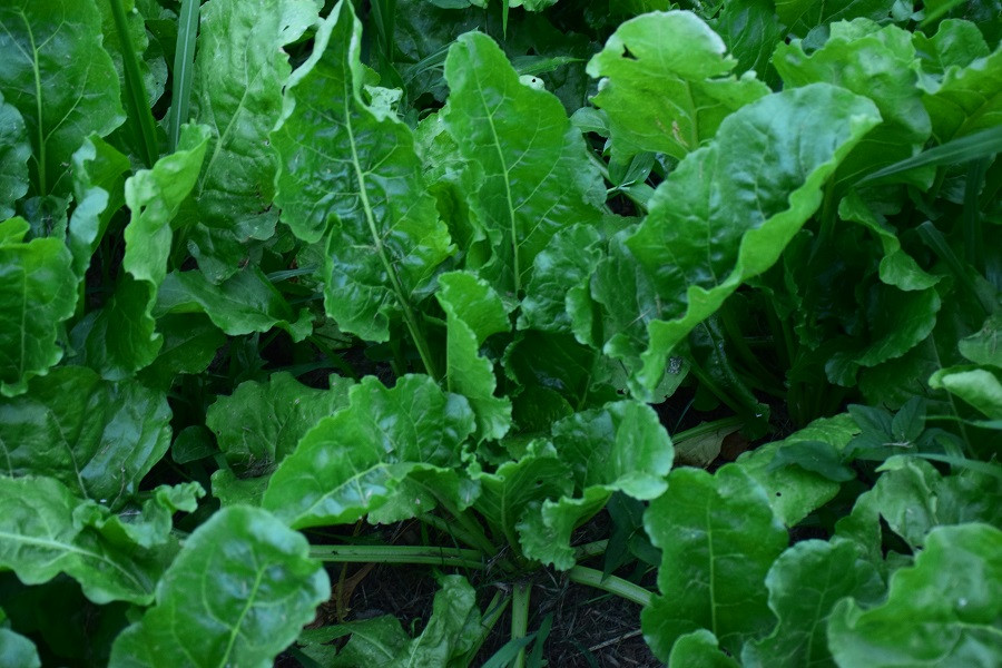 Làm thế nào để trồng củ cải trắng như một người chuyên nghiệp