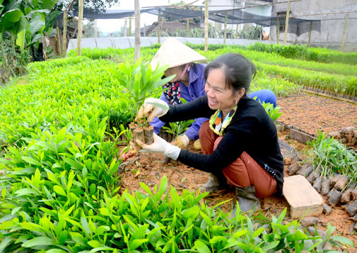 Kỹ thuật trồng và chăm sóc cây Đương quy trong vườn ươm