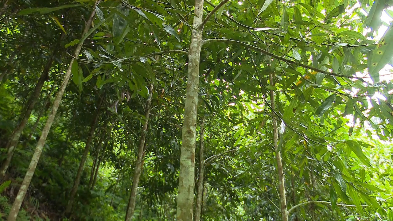 Những điều cần biết khi trồng quế