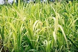 Thiếu hụt vi chất dinh dưỡng- Fe (Sắt)