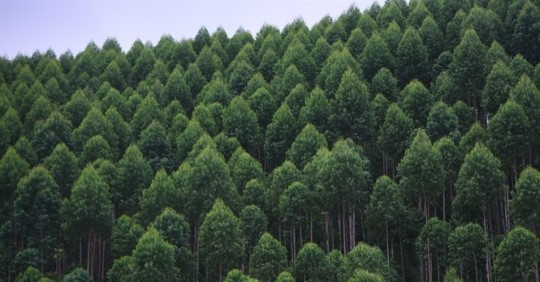 Khuyến nghị gây trồng bón phân cho cây bạch đàn