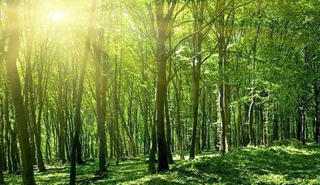 Kỹ thuật trồng chăm sóc cây keo