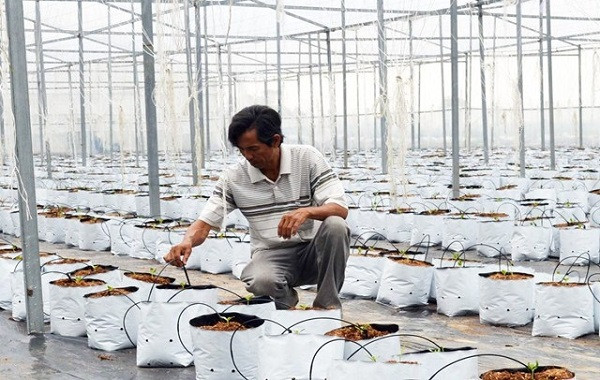 Giá thể trồng cây trong mô hình nhà màng