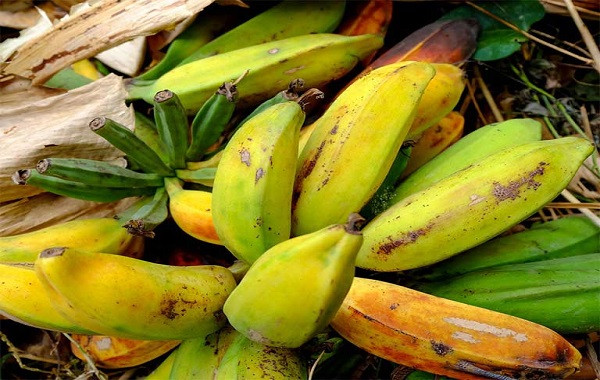 Làm thế nào để thu hoạch hạt chuối