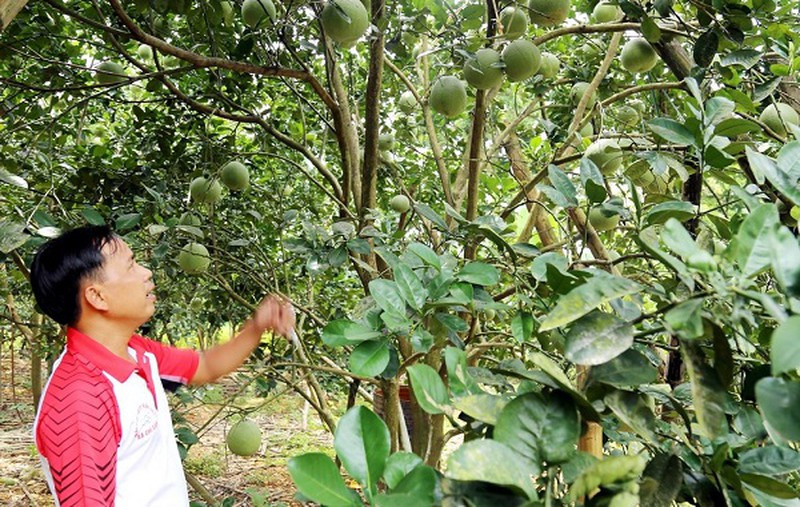 Supe Lâm Thao đồng hành cùng nhà nông Phú Thọ