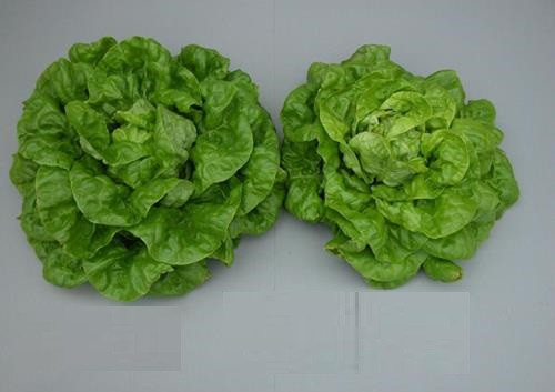 Thiếu hụt dinh dưỡng-S (Lưu huỳnh)