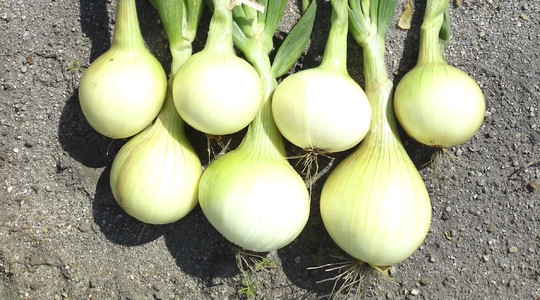 Hành củ thiếu hụt dinh dưỡng