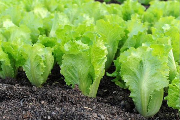 Sự thiếu hụt chất dinh dưỡng trong rau diếp