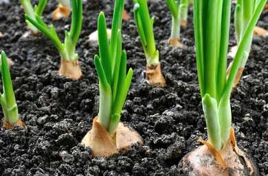 Hành tây: Thiếu hụt chất dinh dưỡng
