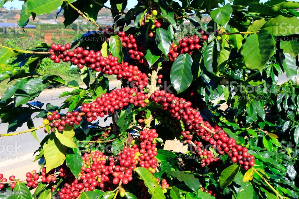 Cà phê: Dinh dưỡng vi mô