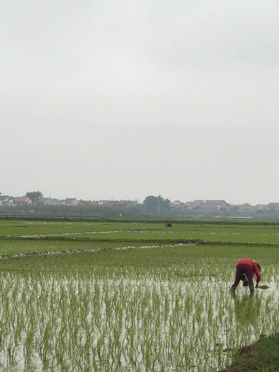 KINH NGHIỆM CHỐNG RÉT CHO CÂY LÚA VỤ CHIÊM XUÂN