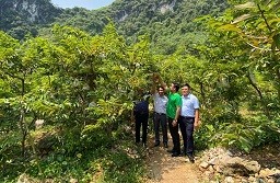 Bi kíp giúp cây na cho sản lượng tăng vượt trội