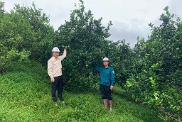 Phân bón Lâm Thao cùng nông dân giữ thương hiệu Cam Cao Phong