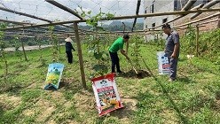 Sử dụng phân bón Lâm Thao khép kín, Bí xanh thơm Bắc Kạn cho năng suất cao