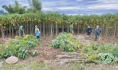 Niềm vui bội thu sắn của nông dân Cao Bằng