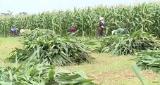 Phân bón Lâm Thao giúp nông dân trồng ngô sinh khối cho thu nhập cao