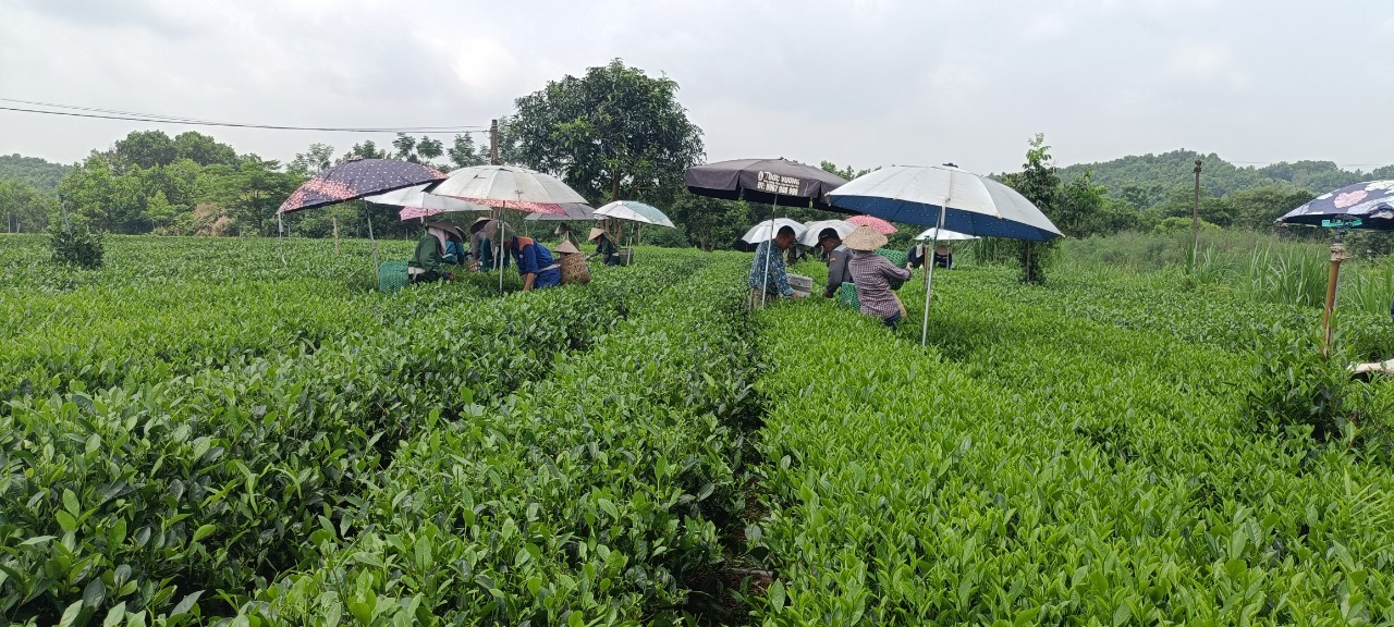 Bạn đồng hành của nông dân sản xuất chè sạch Thái Nguyên