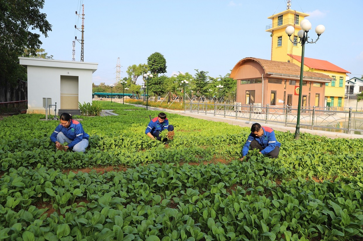 Bội thu rau tại Vườn thực nghiệm Supe Lâm Thao