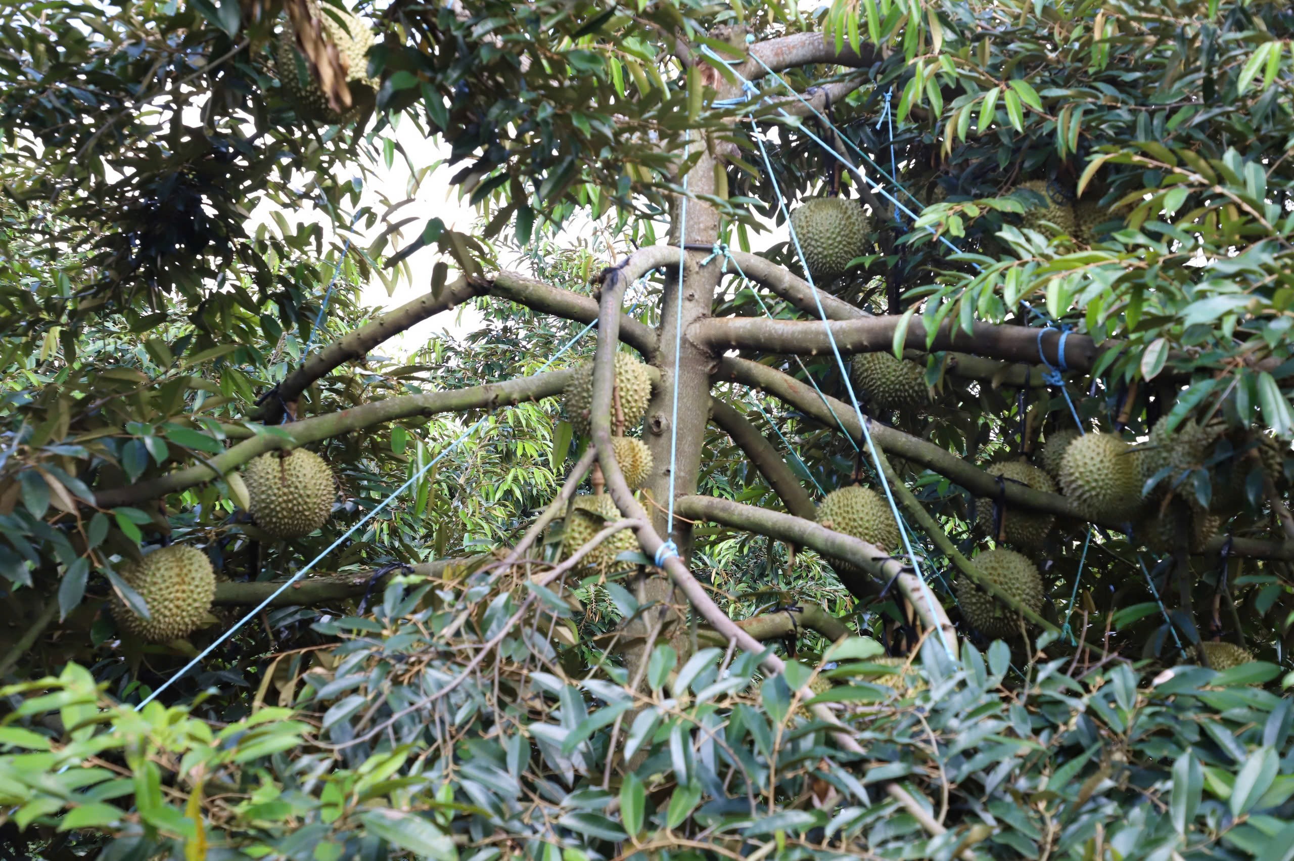 Mùa vàng trong vườn sầu riêng Pơng Drang