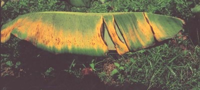 Thiếu magiê trong chuối