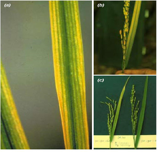 Gạo Macro thiếu chất dinh dưỡng Mg - magie