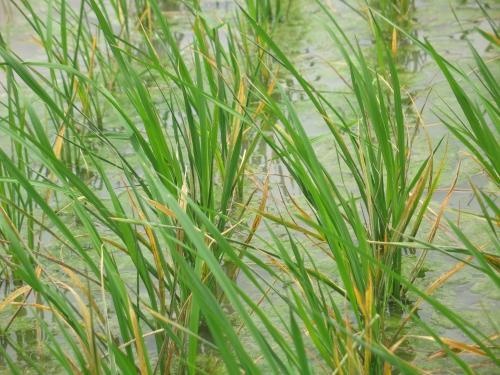 Cây lúa Thiếu dinh dưỡng vi lượng Zn (kẽm)